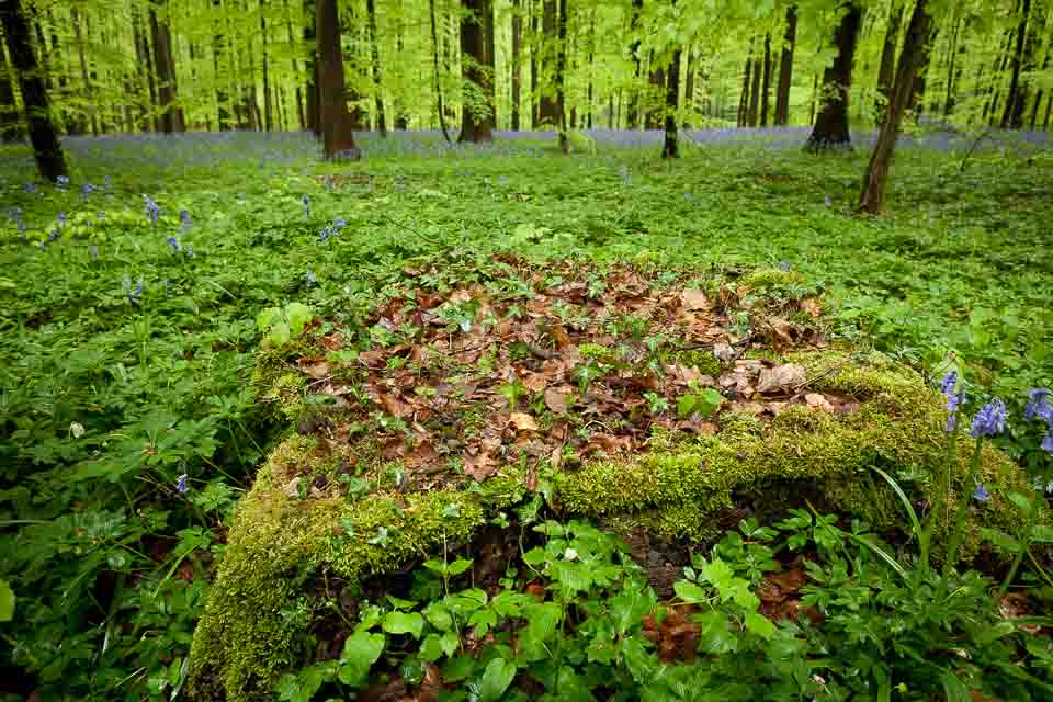 Hallerbos