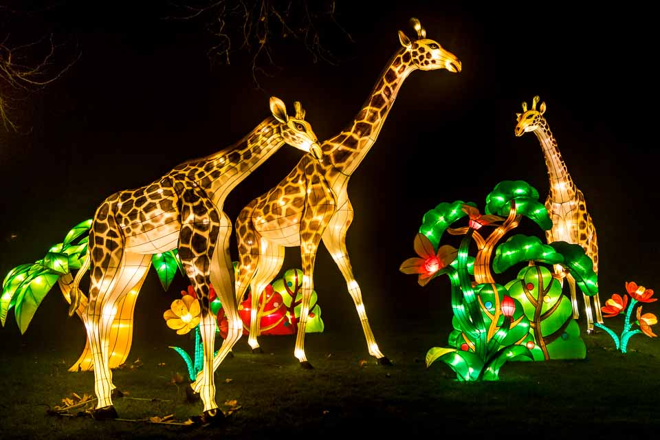 China Light at Antwerp Zoo