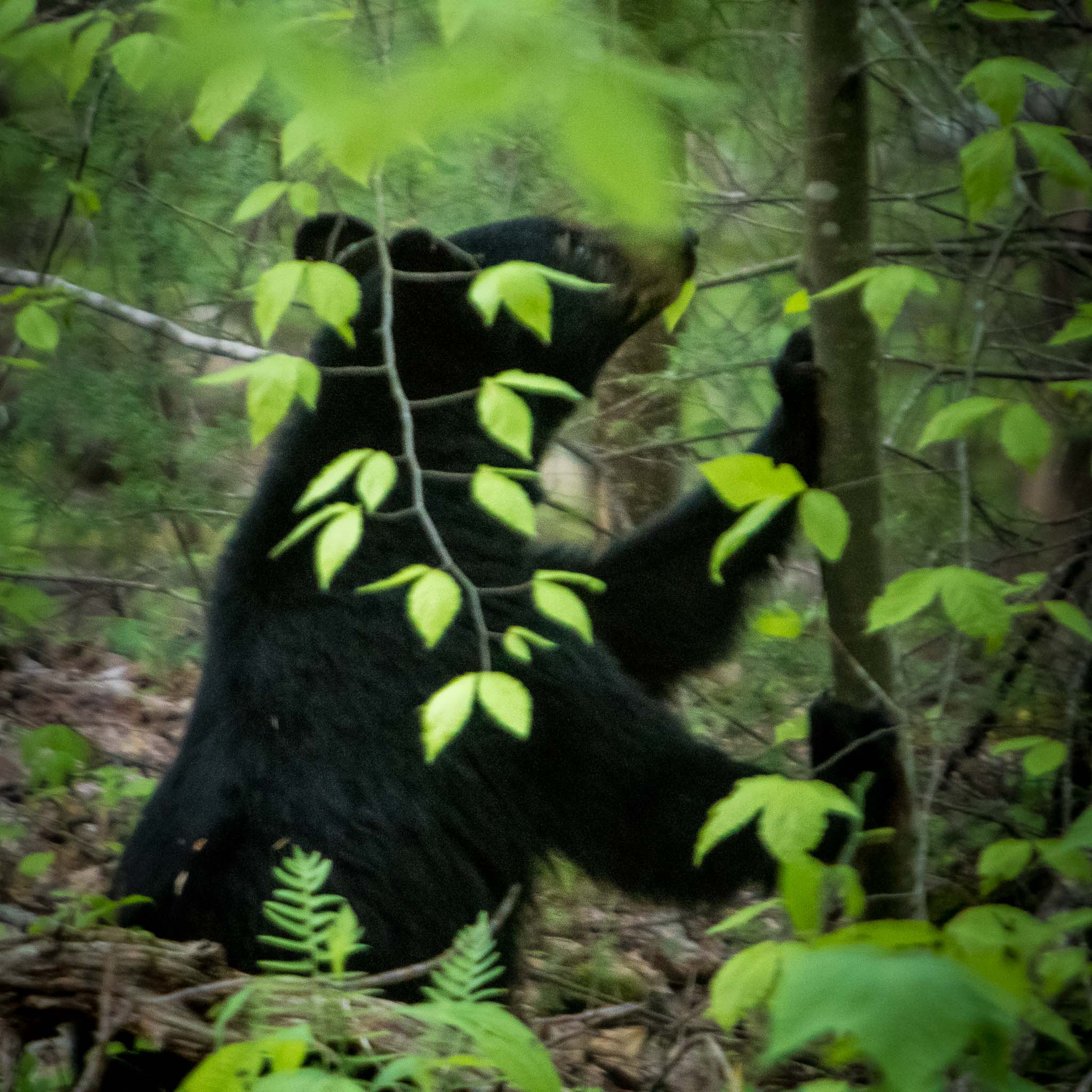 Black Bear in GSMNP