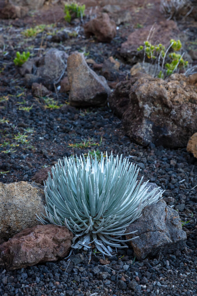 Silversword at Haleakalā National Park
