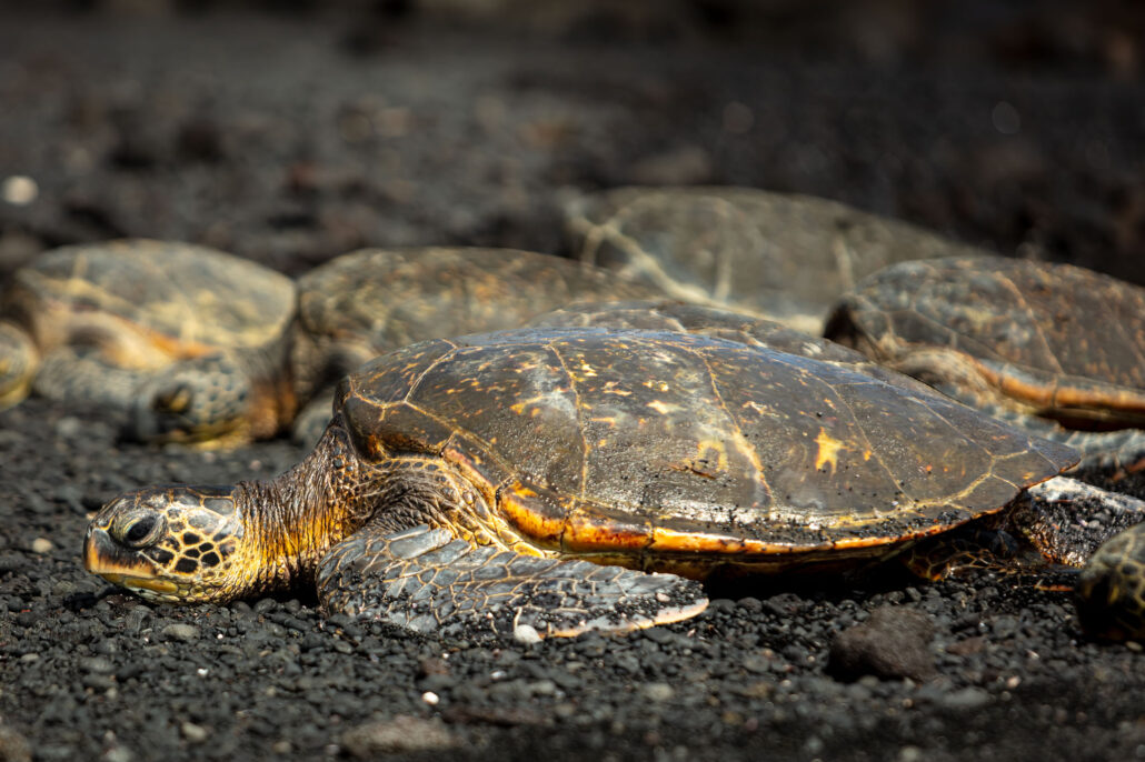 Sea Turtles in Hawai‘i