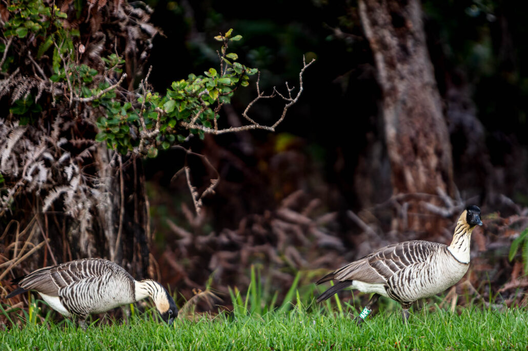 Nēnē in Hawai‘i Volcanoes National Park